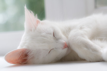 portrait of a sleeping white cat, bright daylight, light background