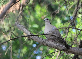 gray bird sitting on a tree branch surrounded by green foliage