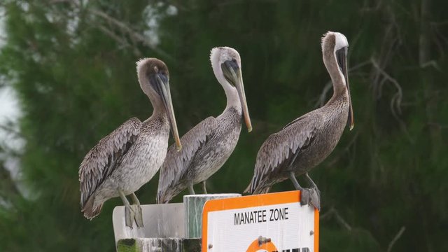 Pelicans perched on a warning sign that says MANATEE ZONE