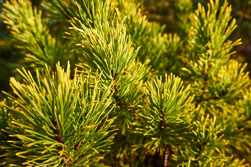 The branches of pine mountain Pinus mugo Ophir on a blurred yellow background. Selective focus. The golden tips of pine pine Pinus mugo Ophir needles on a sunny winter morning.