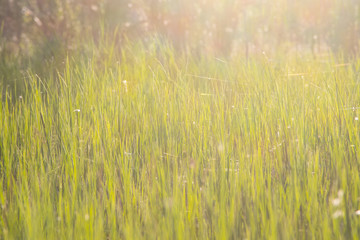 Green grass closeup illuminated by bright sunshine. The photo is suitable as an eco-friendly background.