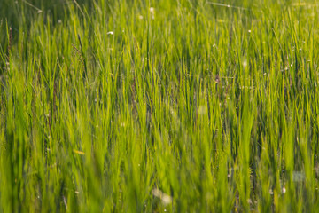 Obraz premium Green grass closeup illuminated by bright sunshine. The photo is suitable as an eco-friendly background.