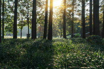 Sunlight passes through the woods