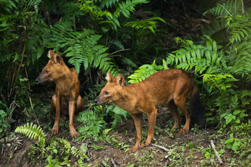 Dhole, Asian Wild Dog in the nature