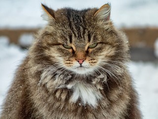 closeup portrait of a cat