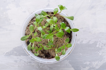 Flowers aster seedling sprouts in the pots. Gardening concept. Top view. Copy space.