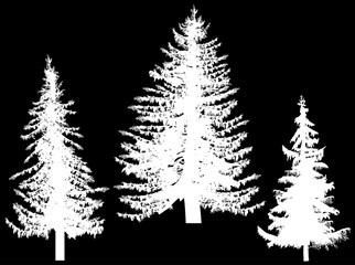 three large fir silhouettes on black