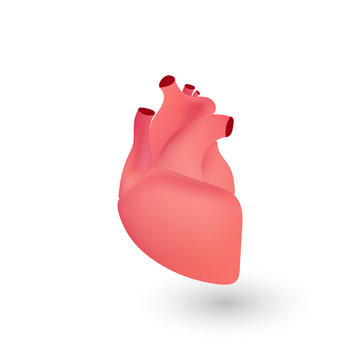 Human heart anatomy. Illustration isolated on white background. Graphic concept for your design