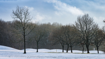 white fields