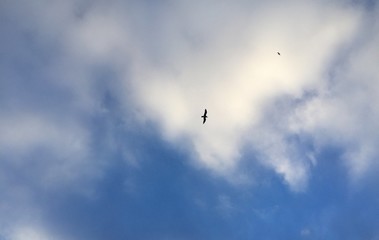 Fototapeta premium Black bird against cloudy sky