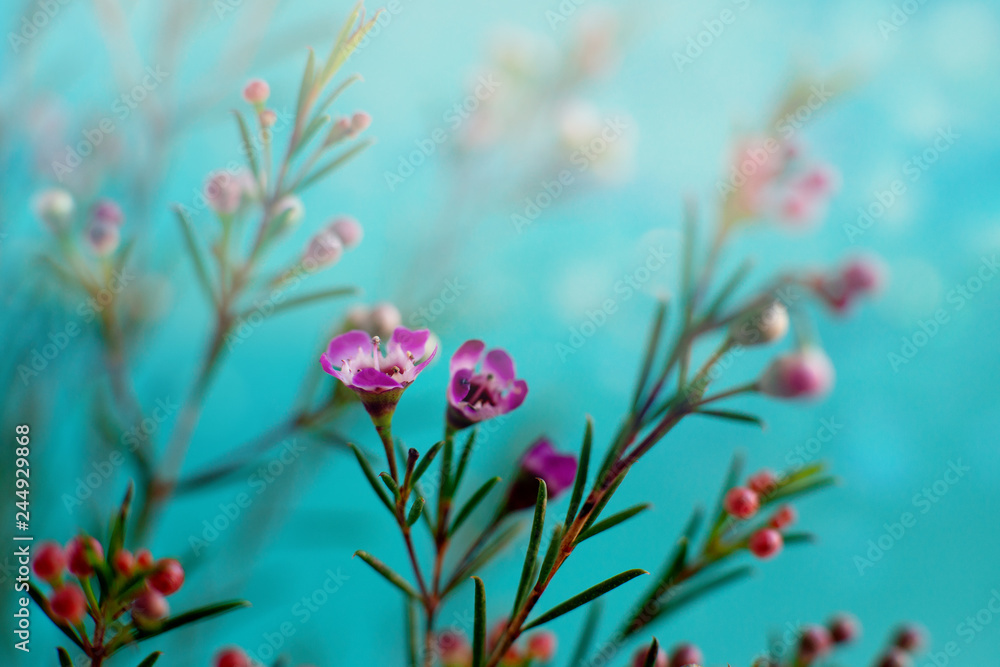 Wall mural flower design. macro. delicate flowers in soft light on a turquoise background. flowers in spring an