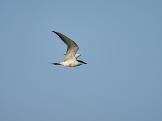 Gull-billed tern (Gelochelidon nilotica) in flight over the rice fields near the lagoon of Valencia, Spain
