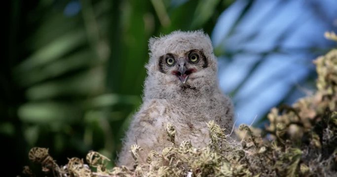 Fluffy young Great Horned Owl sitting patiently in his nest.