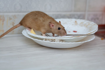 the rat eats the rest of the food from dirty dishes and kitchen utensils in the home kitchen....