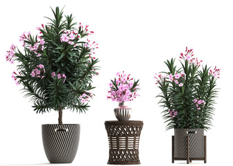 Nerium oleander