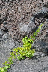 Malvasia young grape plant grow on volcanic soil
