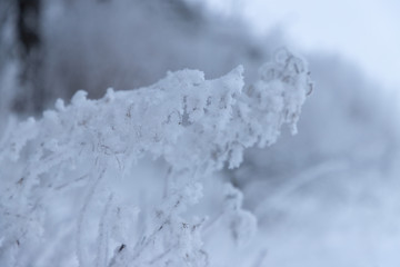 The branches of the trees are covered with hoarfrost