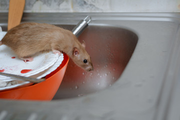 the rat eats the rest of the food from dirty dishes and kitchen utensils in the home kitchen....