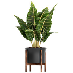 Exotic plants in pot