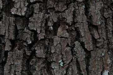 Foto textura tronco de árvore