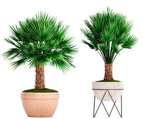 decorative palm