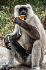 big monkey eating banana