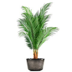 decorative palm