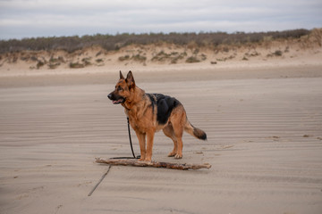 Fototapeta na wymiar Beautiful German Shepherd dog playing on the beach 