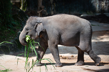 Captive Asian Elephant