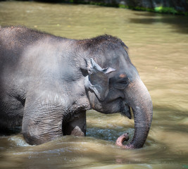 Fototapeta premium Captive Asian Elephant