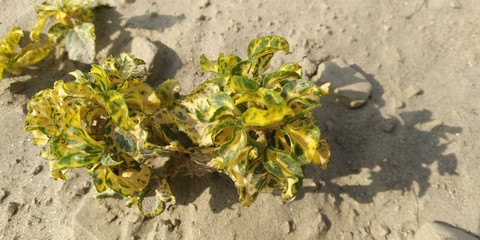yellow flowers on a sand