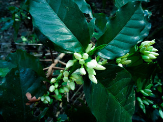 Coffee trees and flowers of non-blooming coffee trees