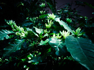 Coffee trees and flowers of non-blooming coffee trees