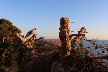 CARRY LE ROUET - PORT ET PLAGE - BOUCHES DU RHONE - PROVENCE - FRANCE