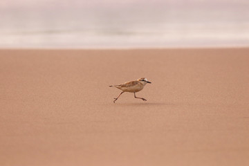 Birds of South Africa - White-Fronted Plover