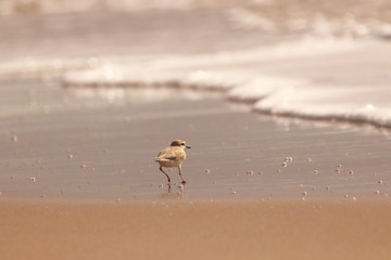 Birds of South Africa - White-Fronted Plover