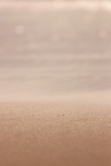Fototapeta na wymiar Coastal dune texture