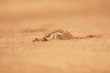 Crab emerging from it's hole in the sand