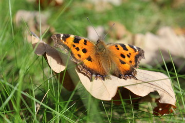 Bright orange butterfly on a fallen autumn leaf in green grass