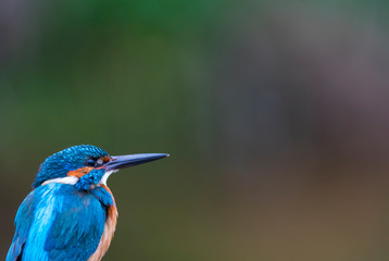Common kingfisher or Eurasian kingfisher - MARTIN PESCADOR COMUN (Alcedo atthis)