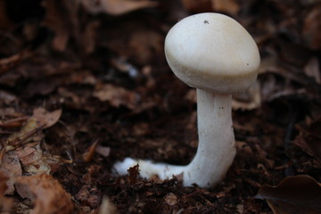 One little mushroom in wood