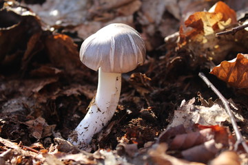One little mushroom in wood