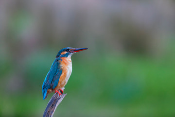 Common kingfisher or Eurasian kingfisher - MARTIN PESCADOR COMUN (Alcedo atthis)