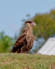caracara carancho standing on ground 