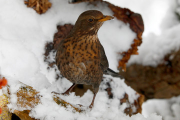 Amsel (Turdus merula) oder Schwarzdrossel, weibchen im Schnee
