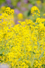 満開の菜の花