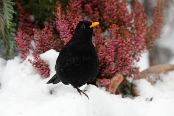 Amsel (Turdus merula) männchen im Schnee