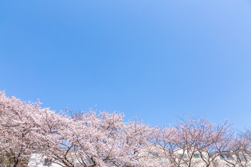 満開の桜
