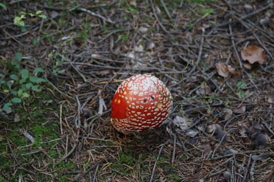 Young Amanita muscaria commonly dly agaric in the wood