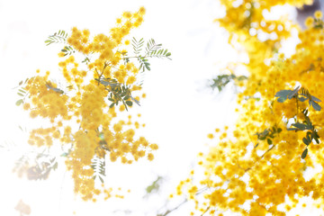 満開のミモザの花